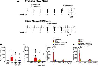 Chronic Allergen Challenge Induces Corticosteroid Insensitivity With Persistent Airway Remodeling and Type 2 Inflammation